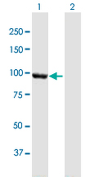 CTNNA2 MaxPab mouse polyclonal antibody (B01)