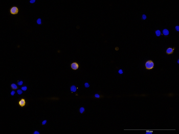 CTLA4 monoclonal antibody (M37), clone 5G6