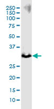 CTLA4 monoclonal antibody (M33), clone 8D7