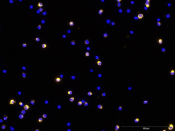 CTLA4 monoclonal antibody (M09), clone 2C8