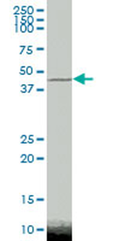 CTBP2 purified MaxPab mouse polyclonal antibody (B01P)