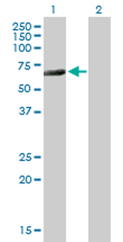CTBP2 purified MaxPab mouse polyclonal antibody (B01P)