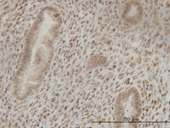 CSTF2 monoclonal antibody (M01), clone 3D1-3A6