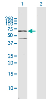 CSTF2 MaxPab rabbit polyclonal antibody (D01)