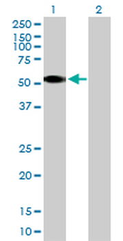 CSNK1G2 purified MaxPab rabbit polyclonal antibody (D01P)