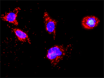 CSNK1D monoclonal antibody (M09), clone 4H8