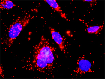 CSF2RA monoclonal antibody (M03), clone 2G5