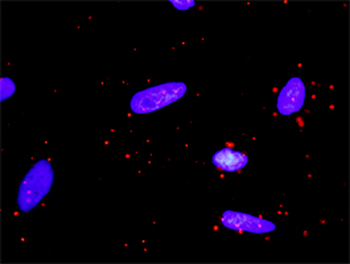 CSF1R monoclonal antibody (M02), clone 3G12