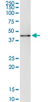 MAPK14 monoclonal antibody (M01), clone 3D5