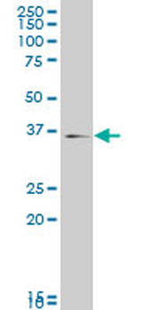 MAPK14 monoclonal antibody (M01), clone 3D5