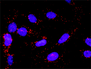 MAPK14 monoclonal antibody (M01), clone 3D5
