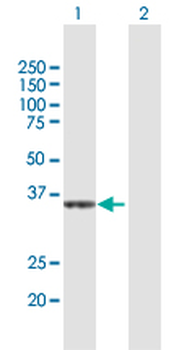 CRYZ MaxPab rabbit polyclonal antibody (D01)