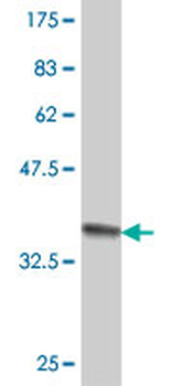 CRYZ polyclonal antibody (A01)