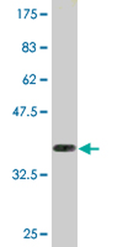 CRY2 monoclonal antibody (M03), clone 3H4