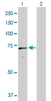 CRY2 purified MaxPab mouse polyclonal antibody (B01P)