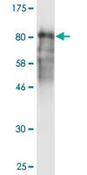 CRY1 monoclonal antibody (M02), clone 2G4-1F6