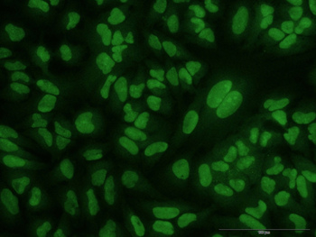 CRY1 monoclonal antibody (M01J), clone 4H4-1C4