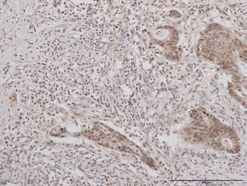 CRY1 monoclonal antibody (M01J), clone 4H4-1C4