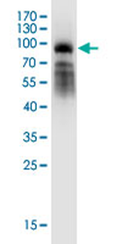 CRY1 monoclonal antibody (M01J), clone 4H4-1C4