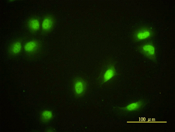 CRY1 monoclonal antibody (M01), clone 4H4-1C4