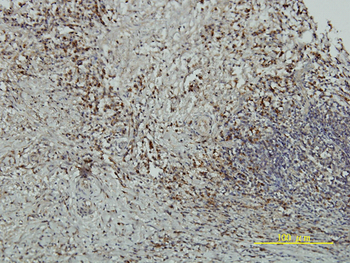 CRY1 monoclonal antibody (M01), clone 4H4-1C4