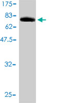 CRY1 monoclonal antibody (M01), clone 4H4-1C4