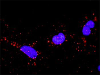 CRK purified MaxPab rabbit polyclonal antibody (D01P)