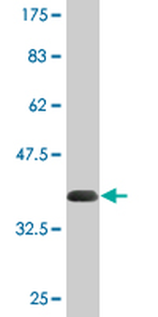 CREBL1 monoclonal antibody (M02), clone 4D10