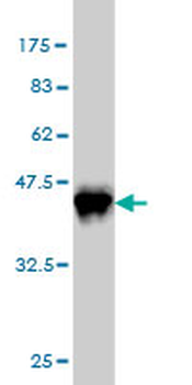 CREB1 monoclonal antibody (M02), clone 5F2