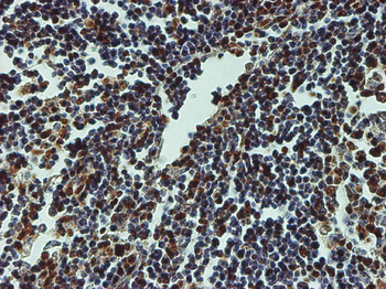 CREB1 monoclonal antibody (M01), clone 3F1-1B2