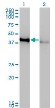 CREB1 monoclonal antibody (M01), clone 3F1-1B2