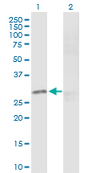CREB1 purified MaxPab rabbit polyclonal antibody (D01P)