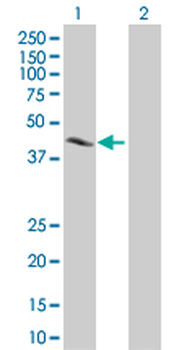 CREB1 MaxPab mouse polyclonal antibody (B01P)