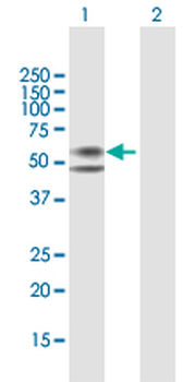 CPM purified MaxPab mouse polyclonal antibody (B01P)