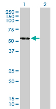 CPB2 purified MaxPab mouse polyclonal antibody (B01P)