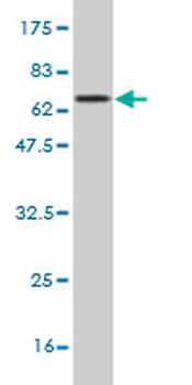 CPB1 monoclonal antibody (M01), clone 4D5