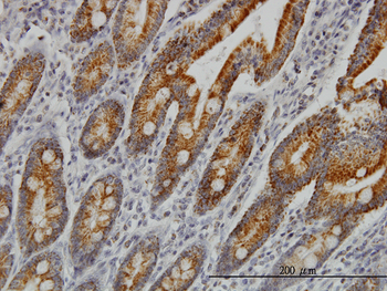 COX6C monoclonal antibody (M03), clone S51