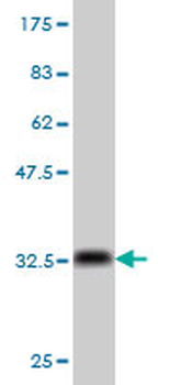 COX6C monoclonal antibody (M03), clone S51
