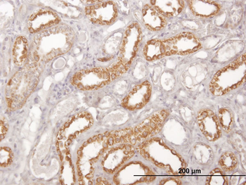 COX6C monoclonal antibody (M01), clone 4G4-2A8