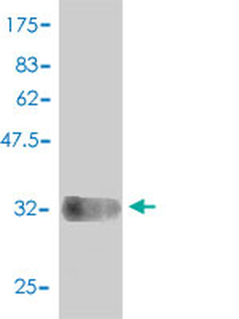 COX6C monoclonal antibody (M01), clone 4G4-2A8