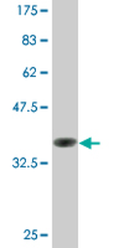 COX6B1 monoclonal antibody (M02), clone 2D3