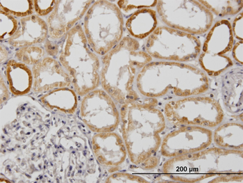 COX6B1 monoclonal antibody (M01), clone 5D3