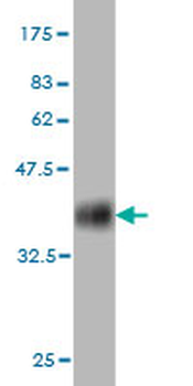 COX6B1 monoclonal antibody (M01), clone 5D3