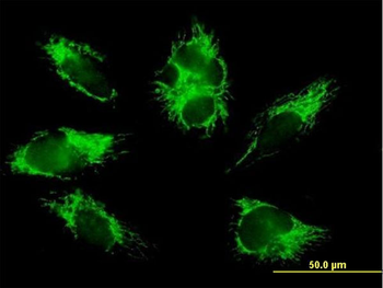 COX6B1 purified MaxPab mouse polyclonal antibody (B01P)