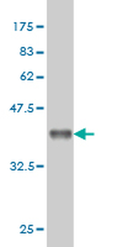 COX5B monoclonal antibody (M03), clone 1E8