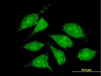COX5B purified MaxPab mouse polyclonal antibody (B01P)