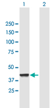 CNP purified MaxPab mouse polyclonal antibody (B01P)