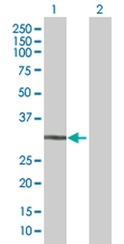 CNN2 MaxPab mouse polyclonal antibody (B01)