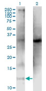 CLPS monoclonal antibody (M05), clone 4G3