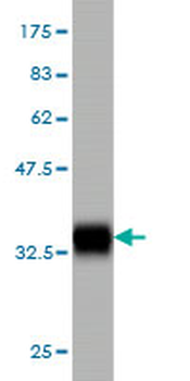CLPS monoclonal antibody (M01), clone 8A8